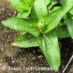 Zinnia violacea