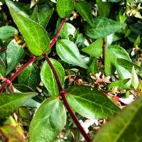 Abelia x grandiflora (Glossy Abelia)