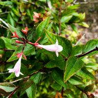 Abelia x grandiflora (Glossy Abelia)