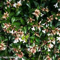 Abelia x grandiflora (Glossy Abelia)