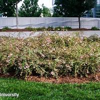 Abelia x grandiflora (Glossy Abelia)