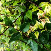 Abelia x grandiflora (Glossy Abelia)