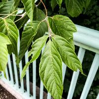 Acer negundo (Boxelder)