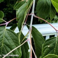 Acer negundo (Boxelder)