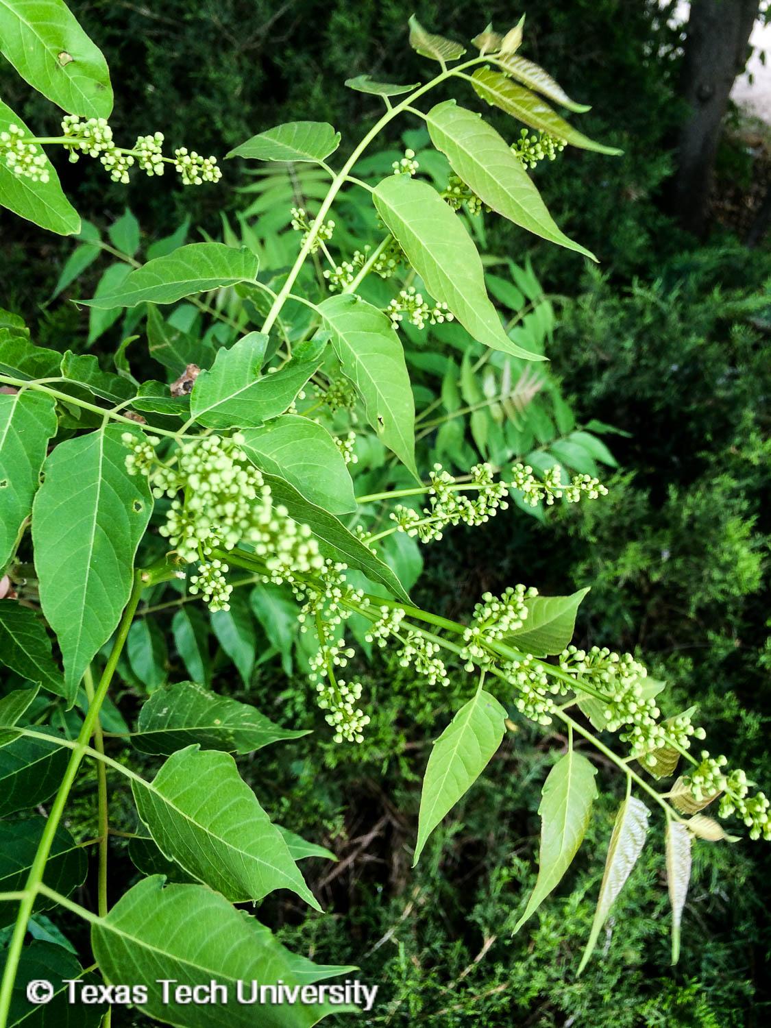 Plant resources. Айлантус дерево фото.