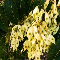 Ailanthus altissima (Tree of Heaven)