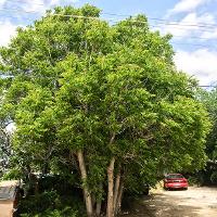 Ailanthus altissima (Tree of Heaven)