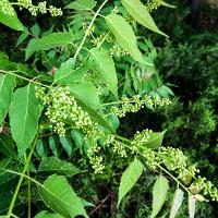 Ailanthus altissima (Tree of Heaven)