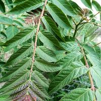 Ailanthus altissima (Tree of Heaven)