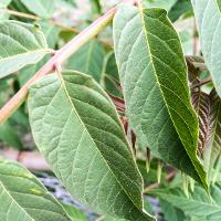 Ailanthus altissima (Tree of Heaven)