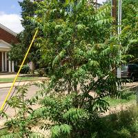 Ailanthus altissima (Tree of Heaven)