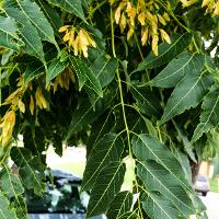 Ailanthus altissima (Tree of Heaven)