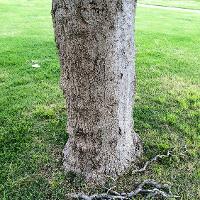 Ailanthus altissima (Tree of Heaven)