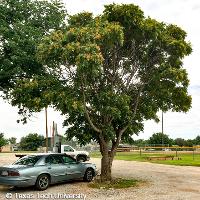 Ailanthus altissima (Tree of Heaven)