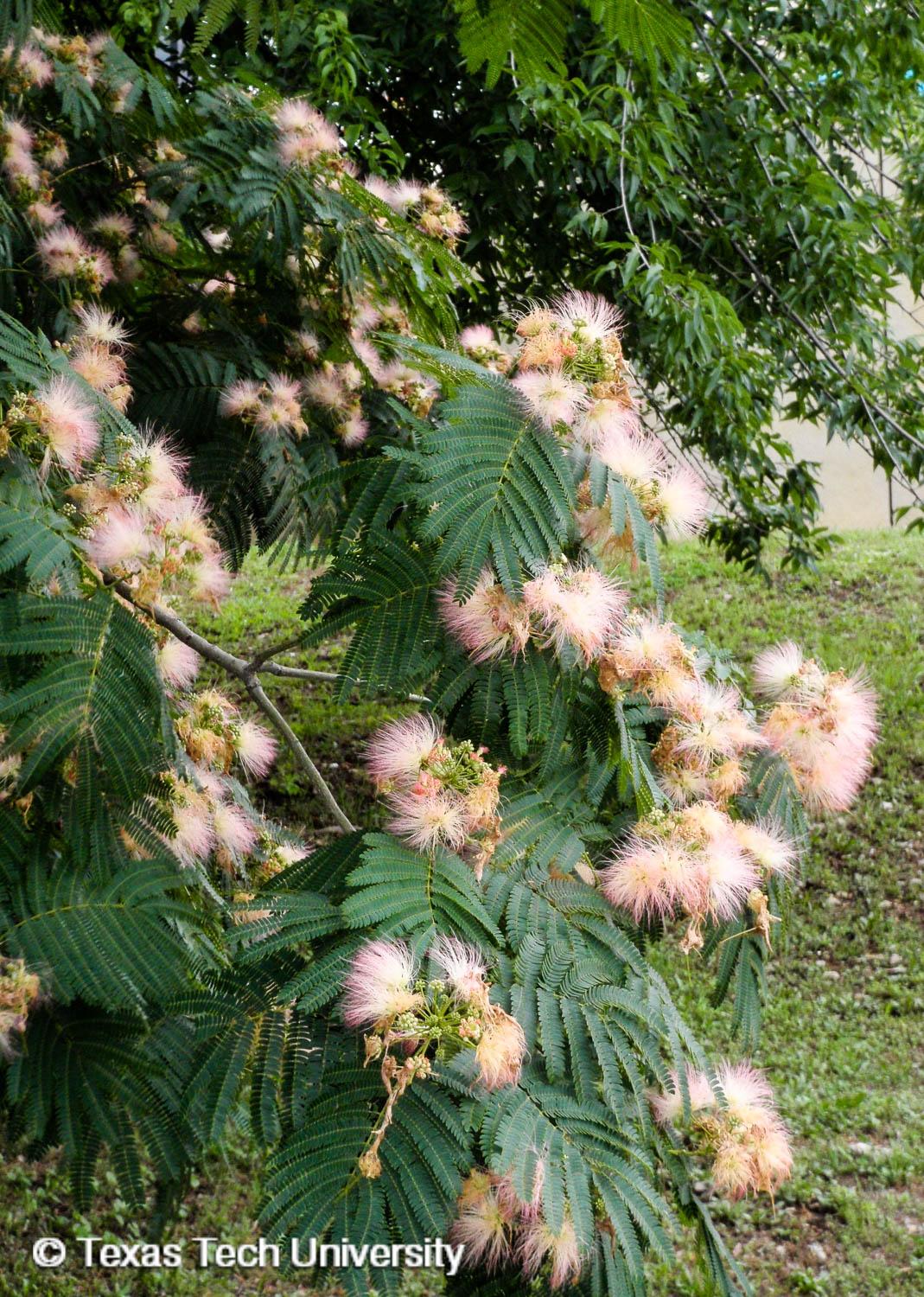Herb Pharm - Ever notice these pink puff balls drifting on the breeze?  These floating blossoms belong to none other than the Albizia tree (Albizia  julibrissin)! Otherwise known as Mimosa or Silk