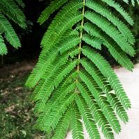 Albizia julibrissin (Mimosa, Silk-Tree)
