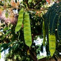 Albizia julibrissin (Mimosa, Silk-Tree)