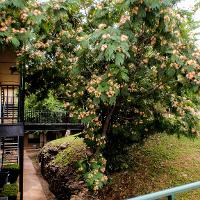 Albizia julibrissin (Mimosa, Silk-Tree)