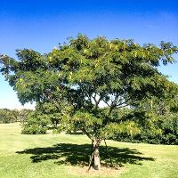 Albizia julibrissin (Mimosa, Silk-Tree)