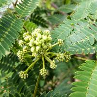 Albizia julibrissin (Mimosa, Silk-Tree)