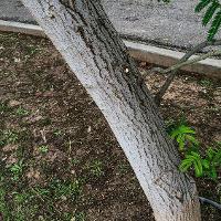 Albizia julibrissin (Mimosa, Silk-Tree)