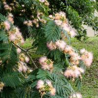 Albizia julibrissin (Mimosa, Silk-Tree)