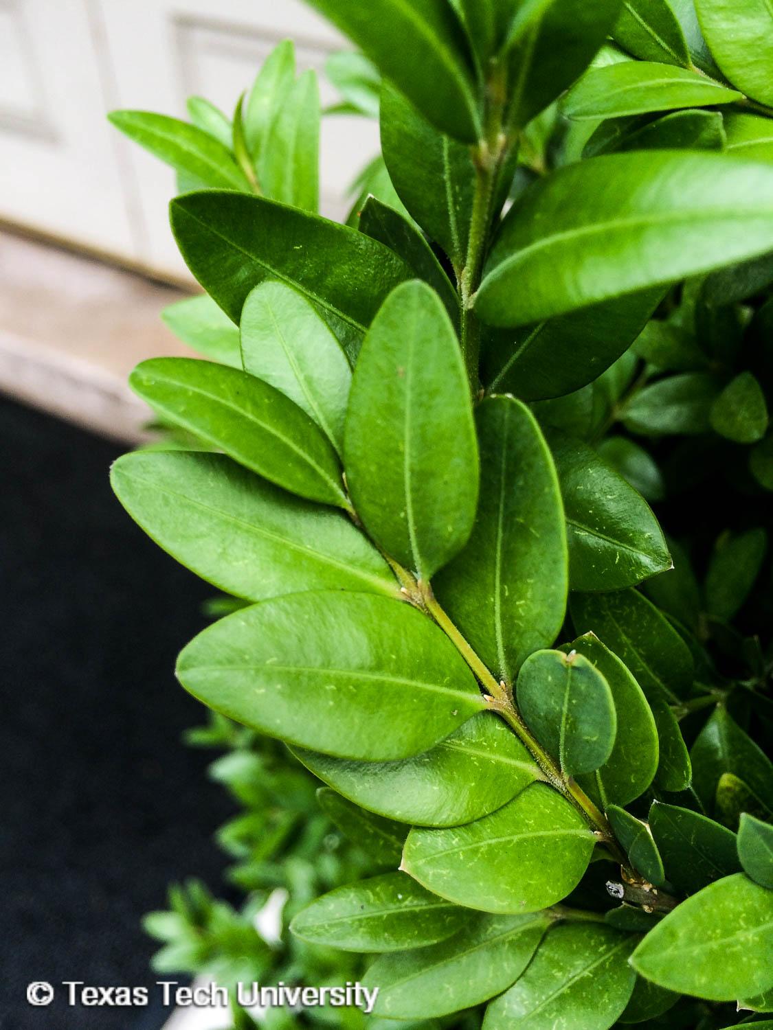Littleleaf Boxwood | Woody Plant Finder | Comprehensive Landscape Plant  Directory | Plant Finders | Plant Resources Home | TTU