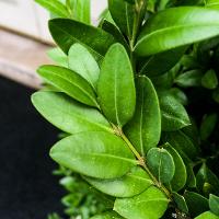 Buxus microphylla (Littleleaf Boxwood)