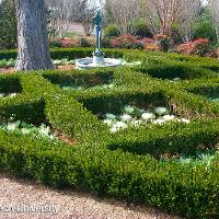 Buxus microphylla (Littleleaf Boxwood)