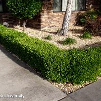 Buxus microphylla (Littleleaf Boxwood)