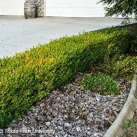 Buxus microphylla (Littleleaf Boxwood)