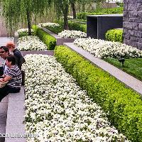 Buxus microphylla (Littleleaf Boxwood)