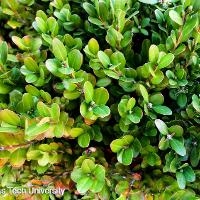 Buxus microphylla (Littleleaf Boxwood)