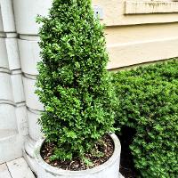 Buxus microphylla (Littleleaf Boxwood)