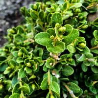 Buxus microphylla (Littleleaf Boxwood)