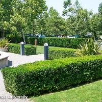 Buxus microphylla (Littleleaf Boxwood)