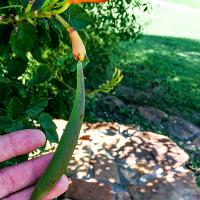 Campsis radicans (Trumpet Vine)