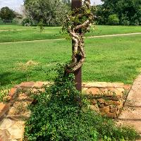 Campsis radicans (Trumpet Vine)