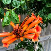 Campsis radicans (Trumpet Vine)
