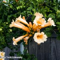 Campsis radicans (Trumpet Vine)