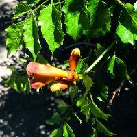 Campsis radicans (Trumpet Vine)