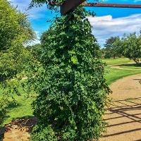 Campsis radicans (Trumpet Vine)