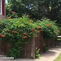 Campsis radicans (Trumpet Vine)