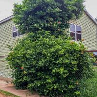 Campsis radicans (Trumpet Vine)