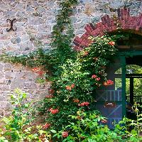 Campsis radicans (Trumpet Vine)