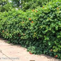 Campsis radicans (Trumpet Vine)
