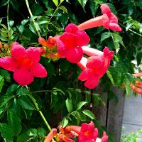 Campsis radicans (Trumpet Vine)