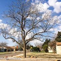 Carya illinoinensis (Pecan)