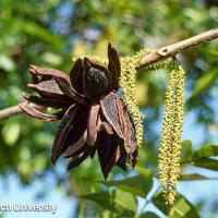 Carya illinoinensis (Pecan)