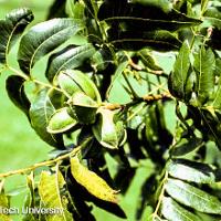 Carya illinoinensis (Pecan)